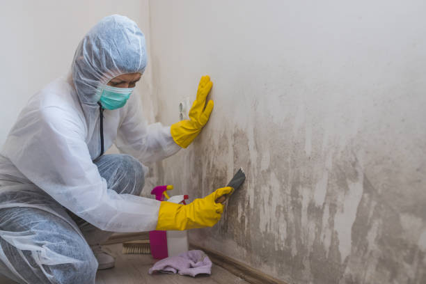 Best Mold Damage Restoration  in St Marys, OH