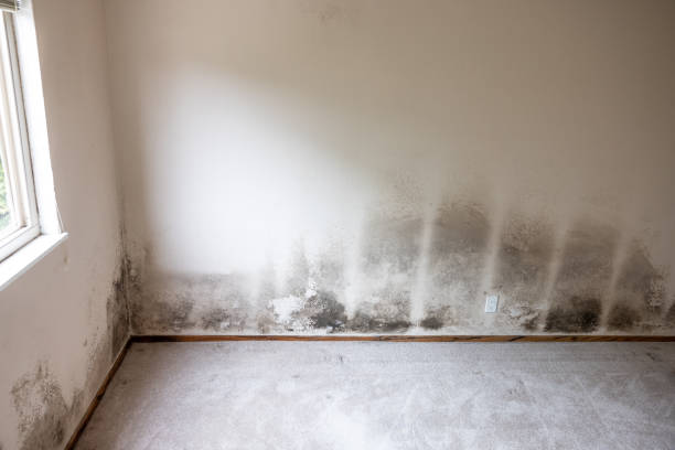  St Marys, OH Mold Removal Pros